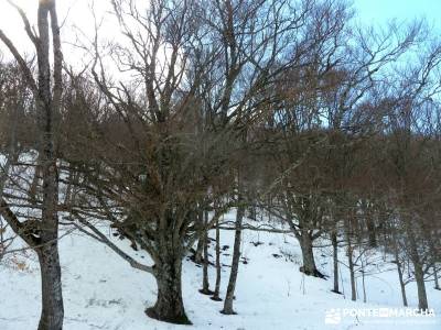 Hayedo Montejo; Reserva Biosfera Sierra Rincón; hacer senderismo en madrid; viaje senderismo